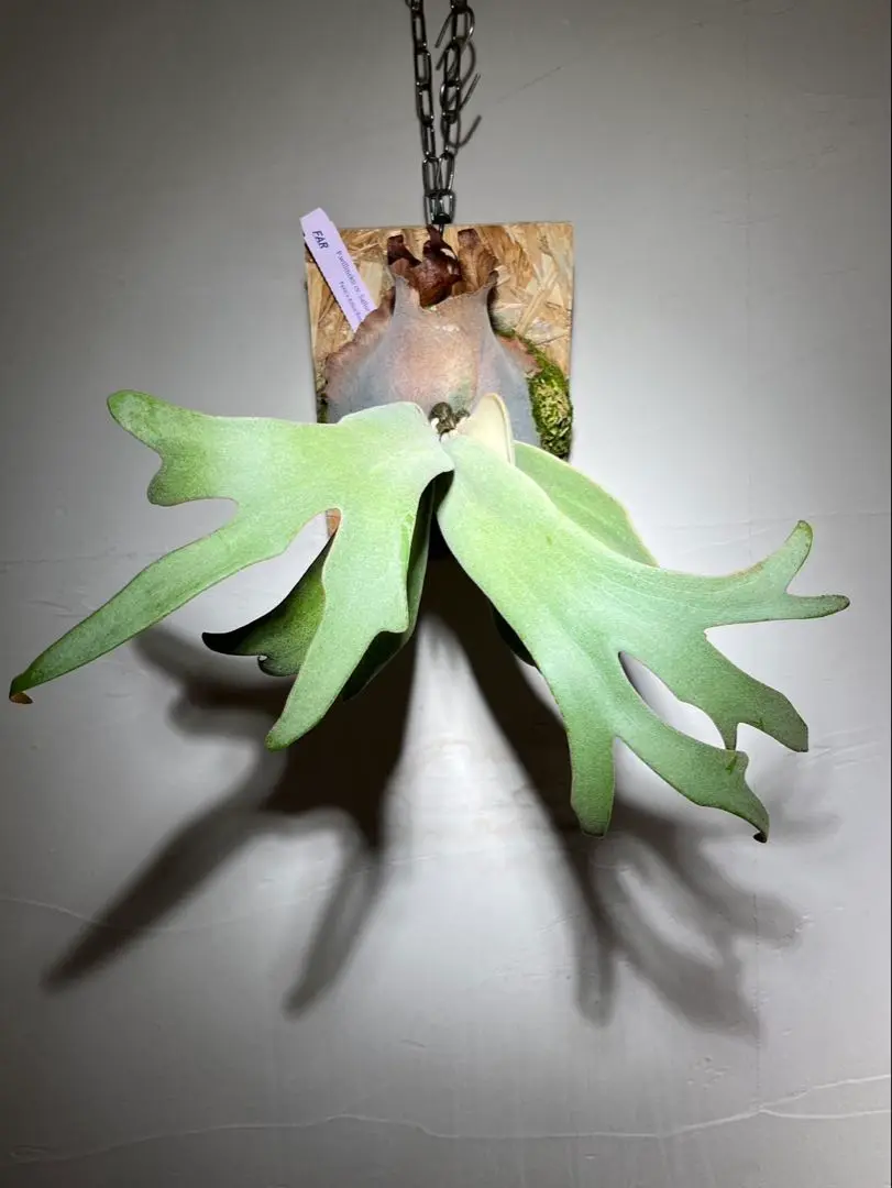 P.Willinckii cv セーラープルート OC pup 子株 P. willinckii'Sailor Saturn' もう'推し活'は古い様で最近は'推