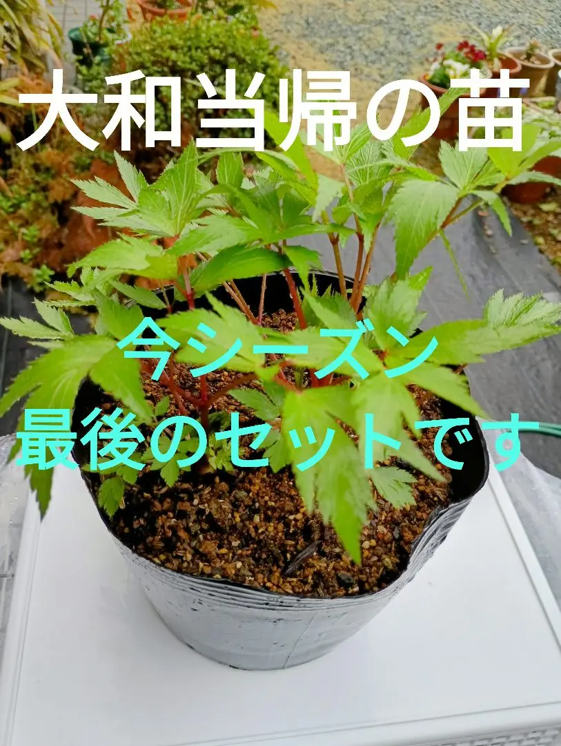 2025年最新】大和当帰 苗の人気アイテム - メルカリ