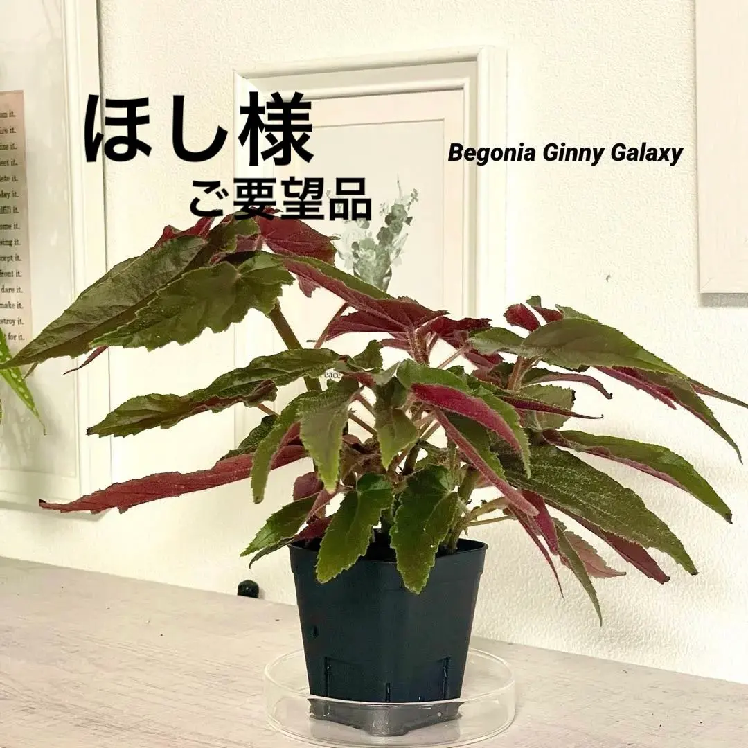 2025年最新】ベゴニア ジニー銀河の人気アイテム - メルカリ