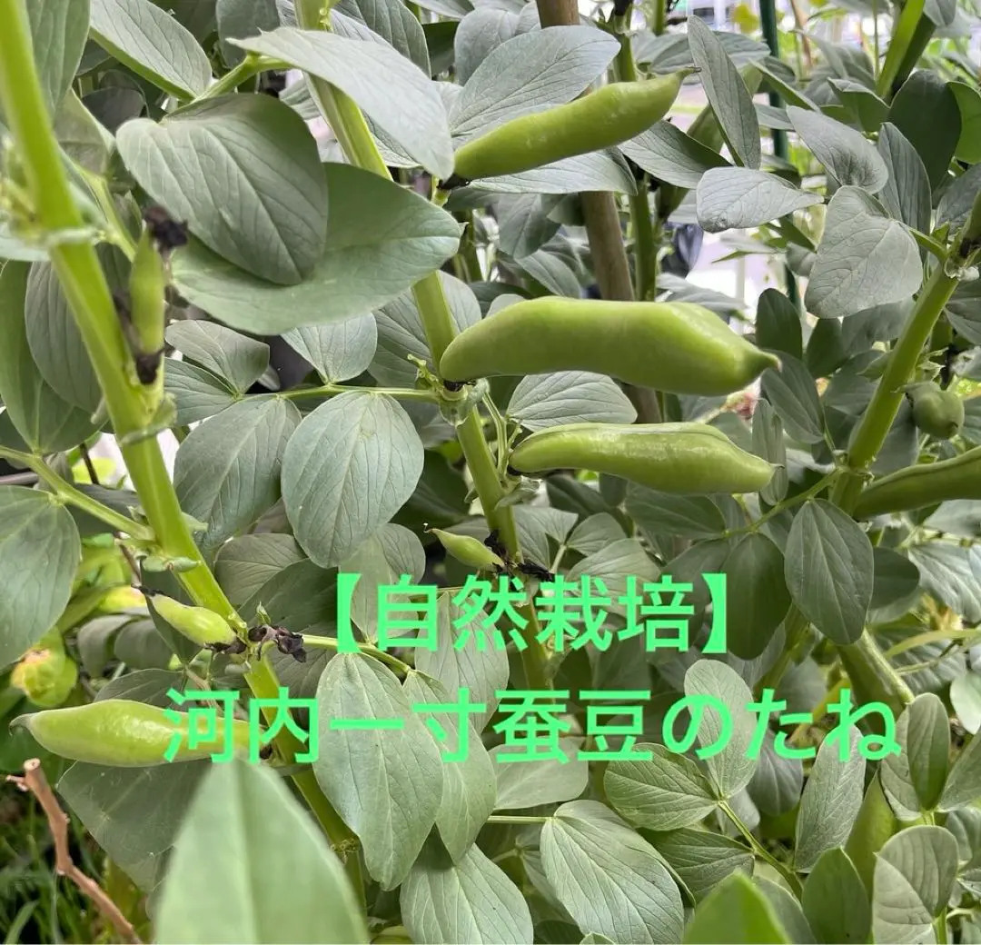自然栽培ライ麦玄麦(粒) 2025年最新】ライ麦玄麦の人気アイテム - メルカリ