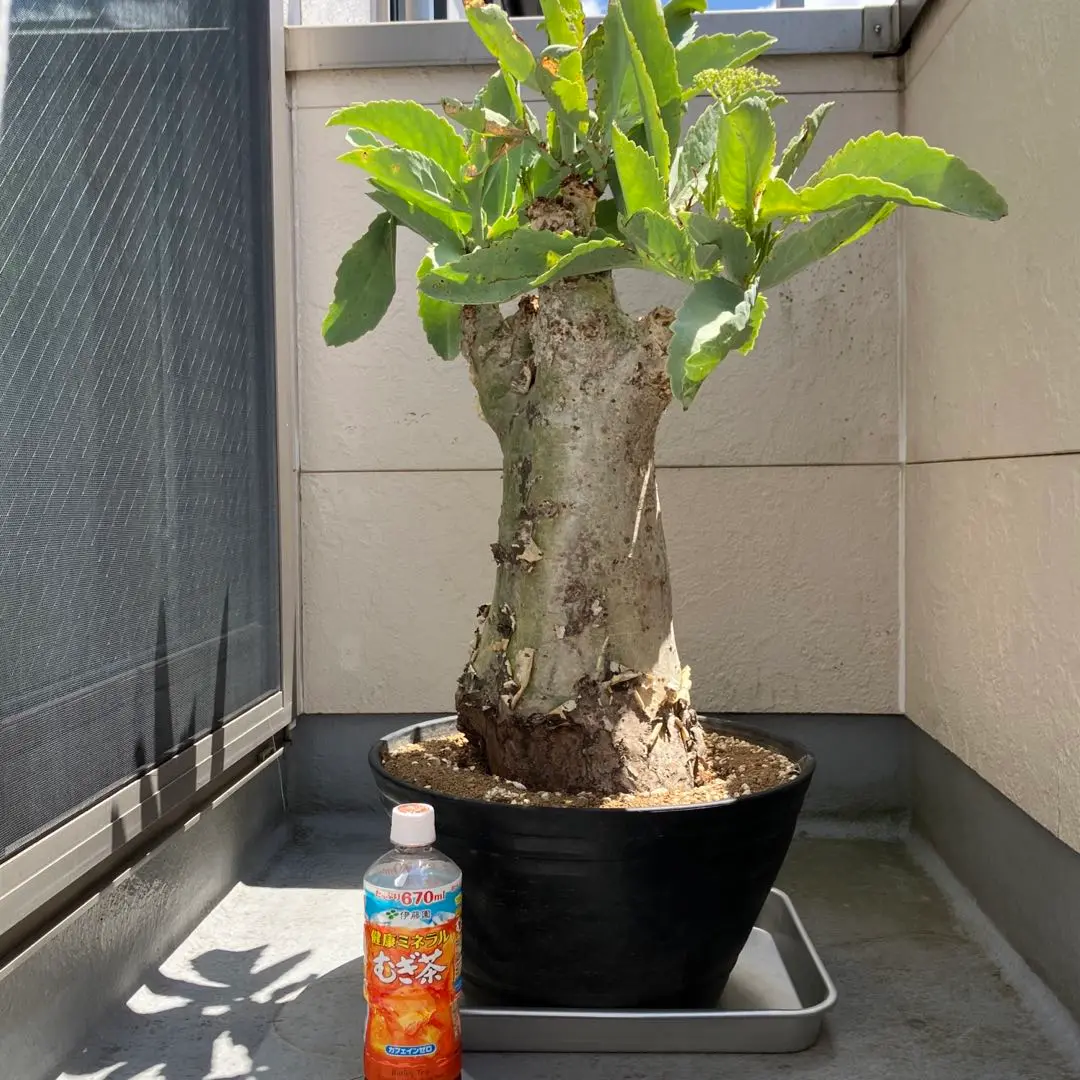 キフォステンマ　ユッタエ　現地球【発根済】 キフォステンマ・ユッタエ（Cyphostemma juttae）の育て方、栽培