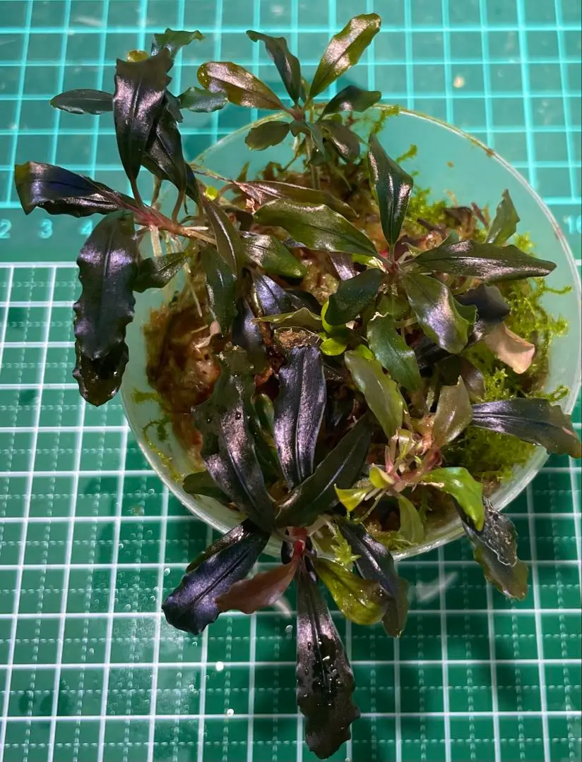 2025年最新】bucephalandra sp kalimantanの人気アイテム - メルカリ