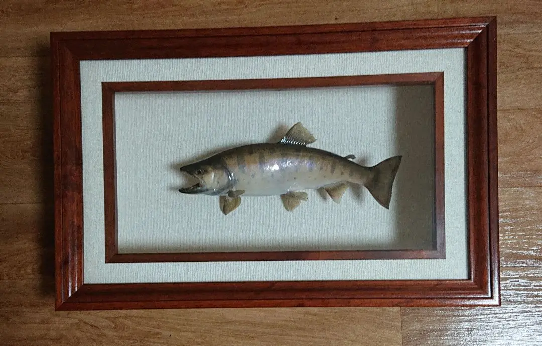 魚＊大イワナ(51cm)剥製  黒又第2ダム　大岩魚 魚の剥製』 【イワナ（岩魚） 43cm 板付き】 ・送料 ： 全国一律
