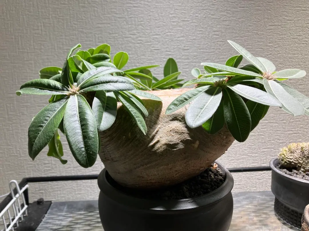 マカイエンセ　多頭　現地球 マカイエンセ 多頭 現地球