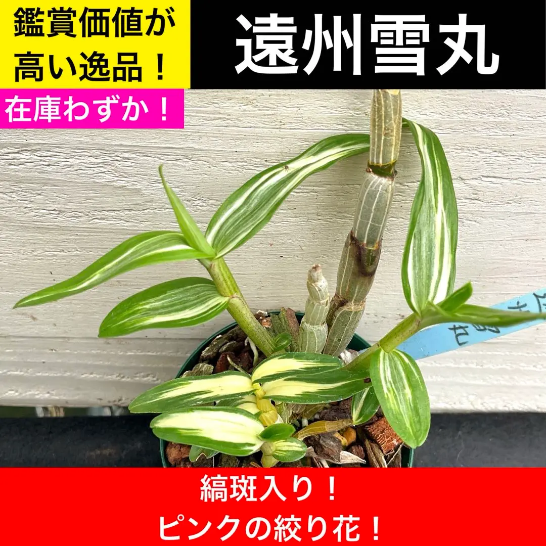 ナゴラン天然縞斑入り特大花芽付き ナゴラン天然縞斑入り特大花芽付き