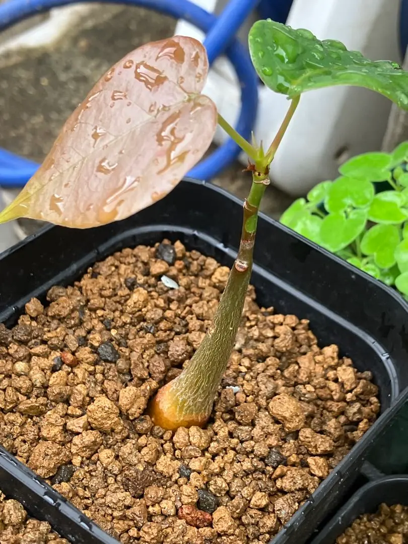 2025年最新】ボンバックス 実生の人気アイテム - メルカリ