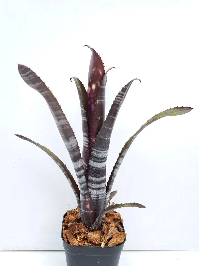 ビルベルギア オビワン ダースベーダーセット子株付き ビルベルギア オビワン ダースベーダーセット子株付き