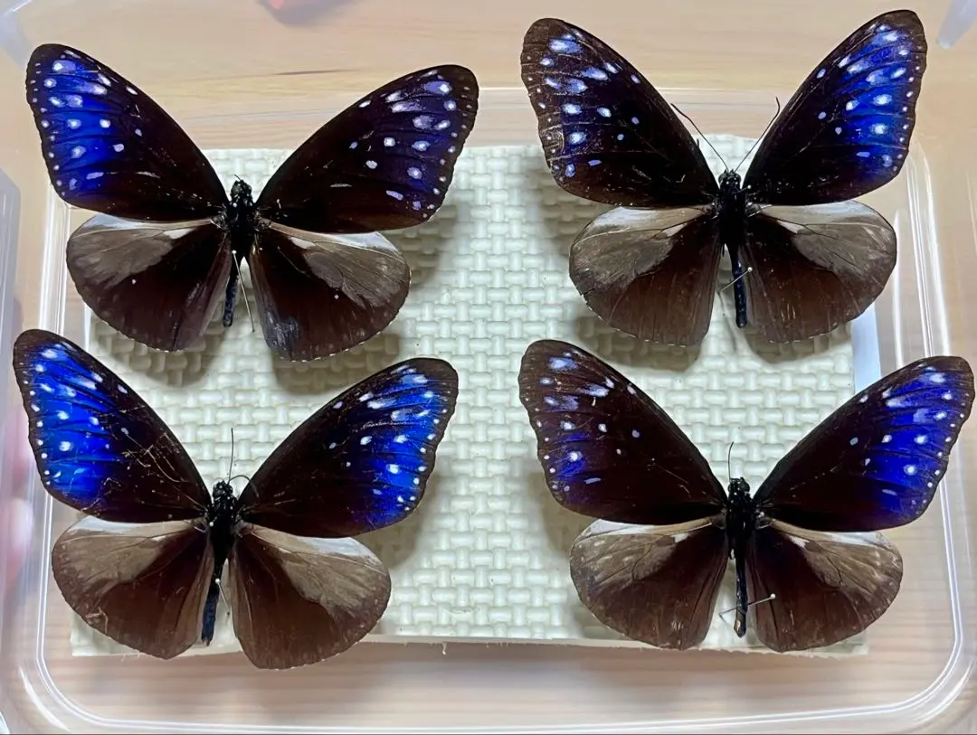 ツマムラサキマダラ  造形作品　粘土造形　昆虫　模型　蝶 2025年最新】ツマムラサキマダラの人気アイテム - メルカリ