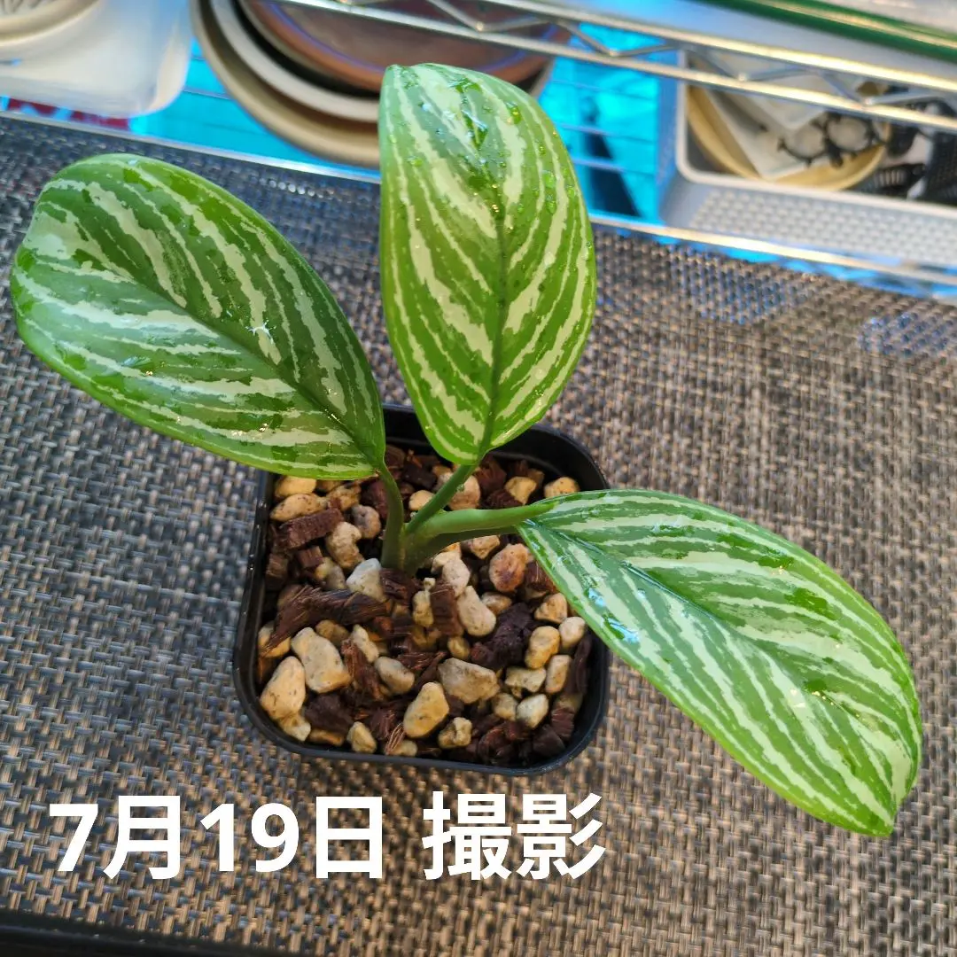 2025年最新】アグラオネマ ニティドゥムの人気アイテム - メルカリ