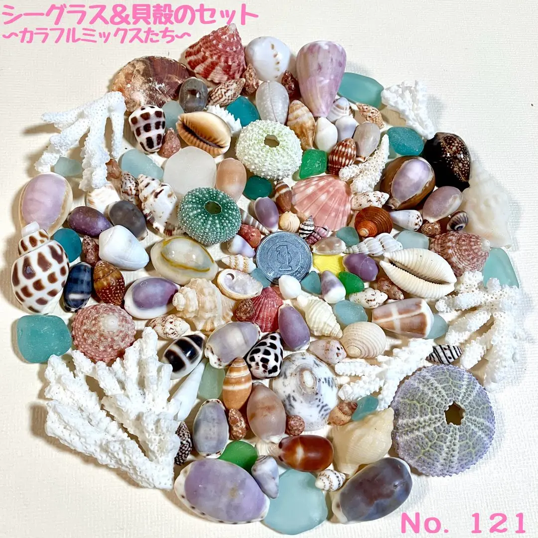 エヌです　COWRIES　マリコリセテダカラガイ　貝殻　おまけ付き 楽天市場】巻貝 貝殻 青緑 白 ブルーグリーン系 ホワイト系 海