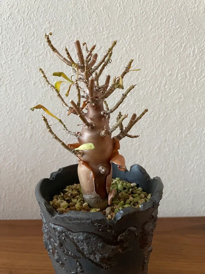 オトンナ：レトロフラクタ 3.5号鉢植え の通販 | 園芸ネット