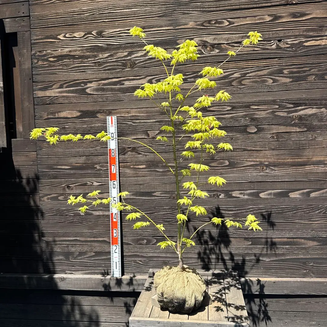 紅葉(モミジ)鴫立沢（シギタツサワ）【現品発送】管理70553 楽天市場】【現品発送】シギタツザワモミジ(鴫立沢紅葉) 8号