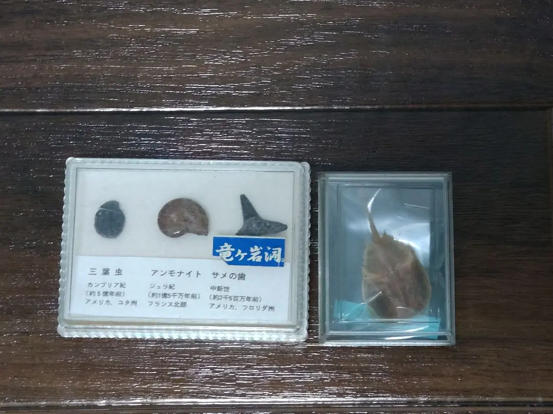 2025年最新】カブトガニ 剥製の人気アイテム - メルカリ
