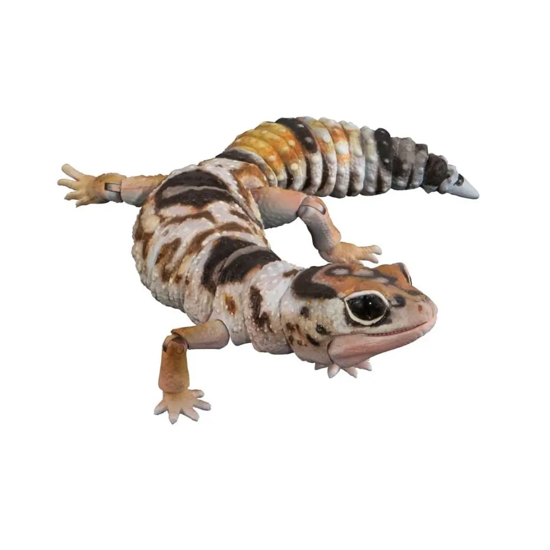 西部非洲守宮（白化） 生物大圖鑑Advance 生物 的縮圖