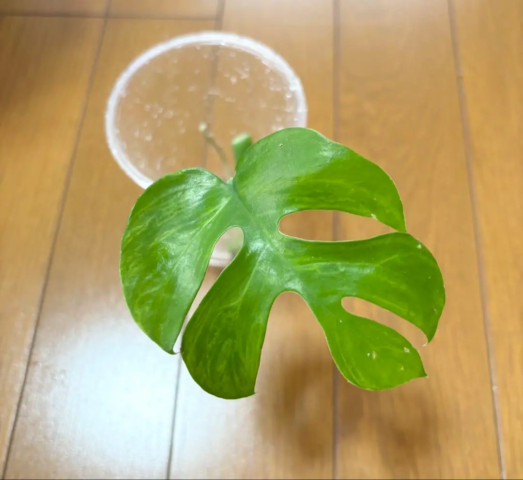 2025年最新】ヒメモンステラ ミントの人気アイテム - メルカリ