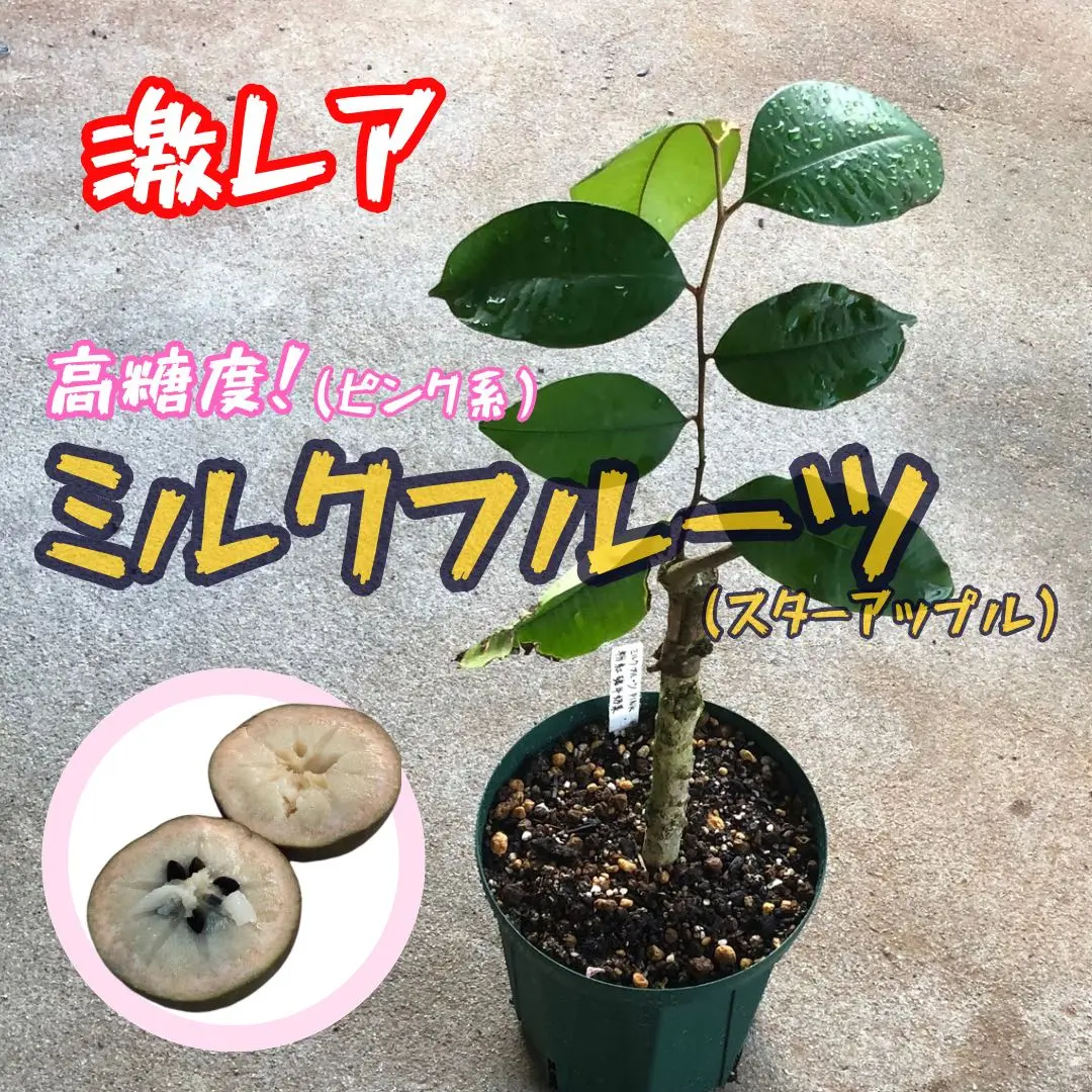 スターフルーツ　取り木苗木 suta-1.jpg