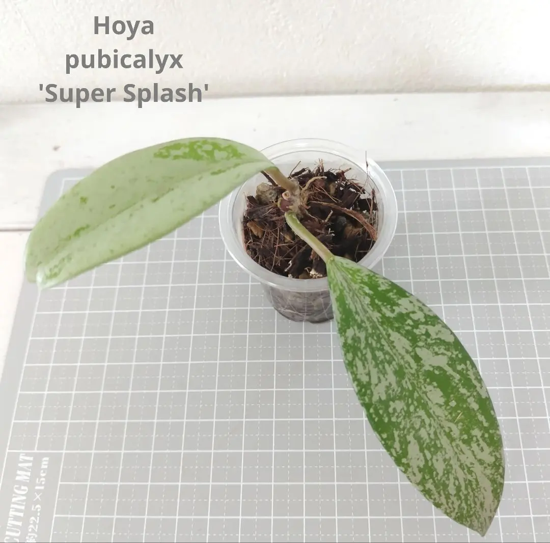 2025年最新】hoya・pubicalyxの人気アイテム - メルカリ