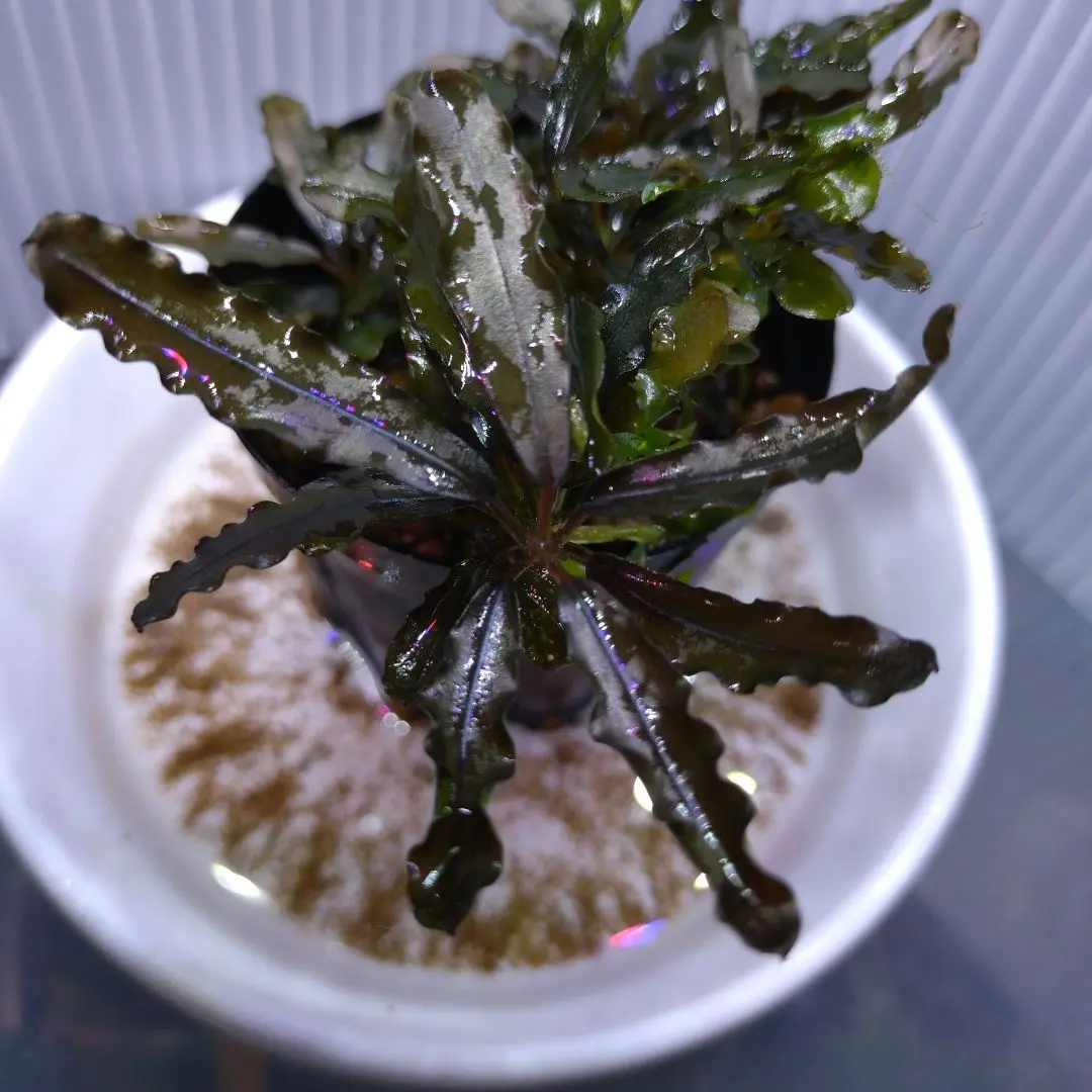 2025年最新】bucephalandra sp sintang-5の人気アイテム - メルカリ