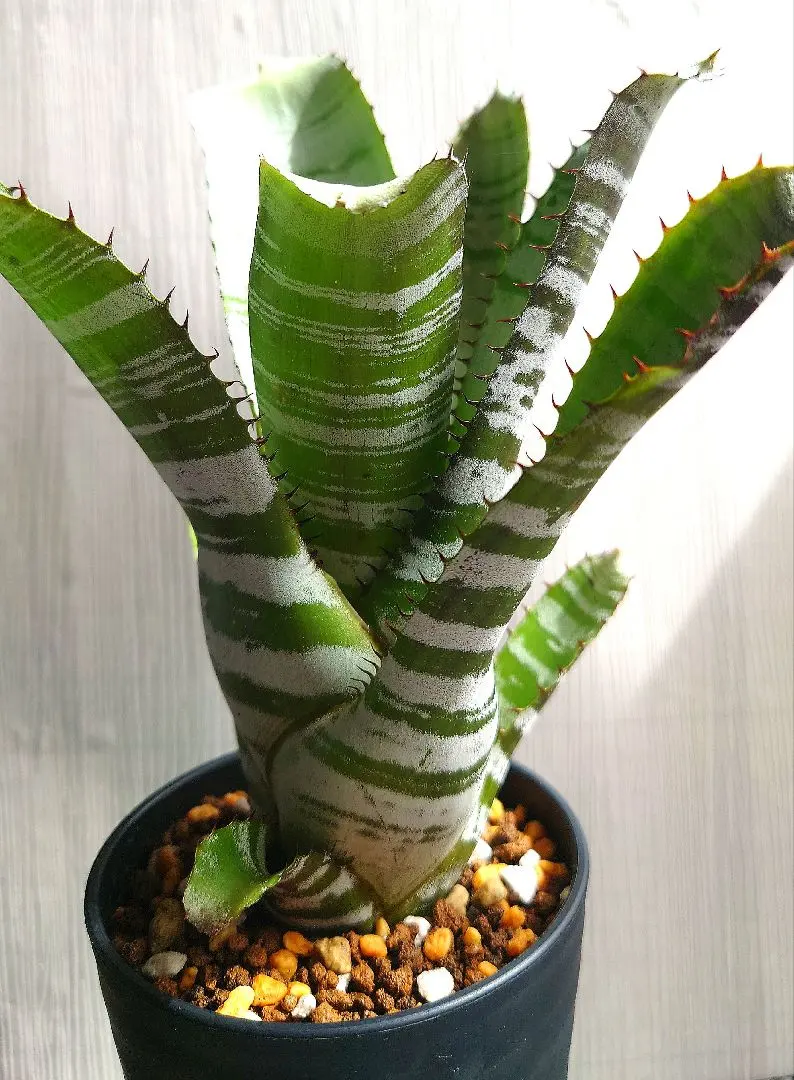 エクメア ブラックビューティー 子株付き エクメア ブラックビューティー 子株付き