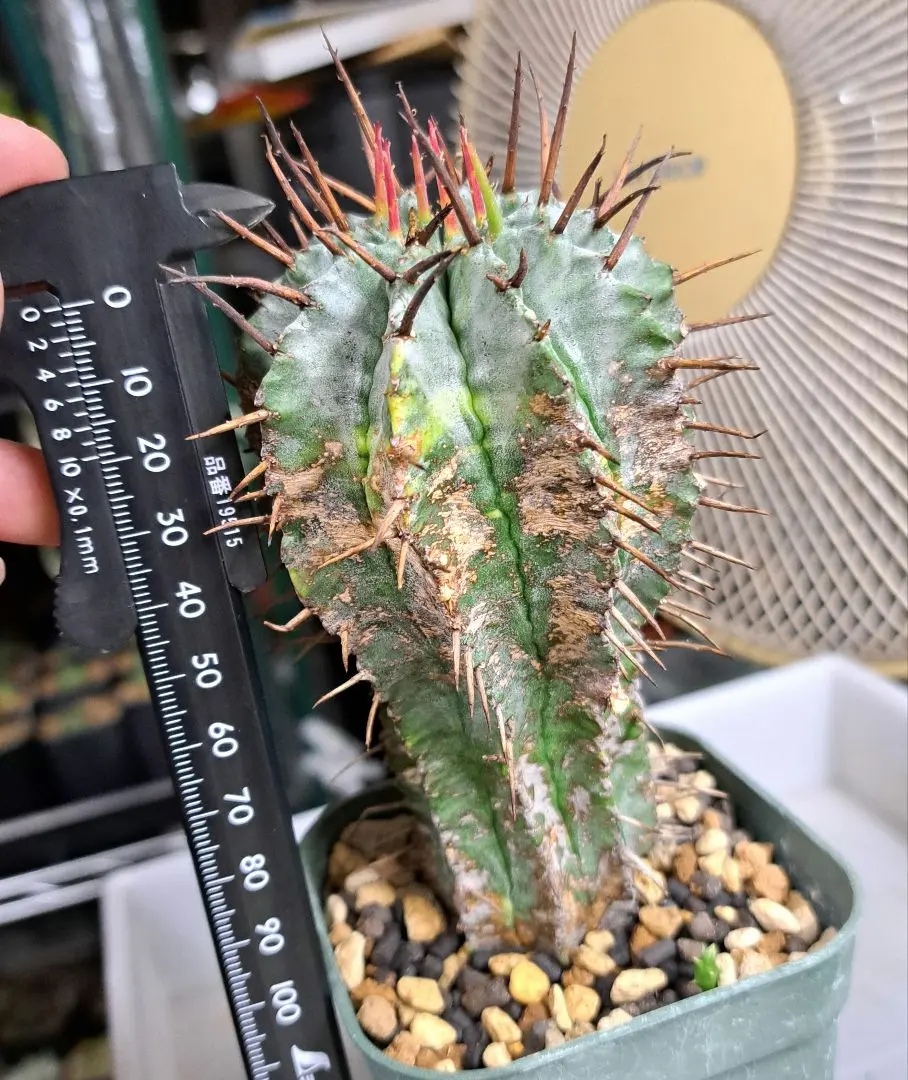 ユーフォルビア　ホリダ錦 大株 fit=scale-down,w=1200