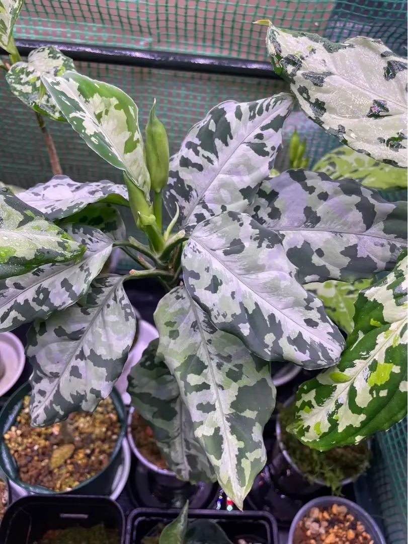 アグラオネマ ディープフォレスト Aglaonema Deepforest Aglaonema Pictum Tricolor 