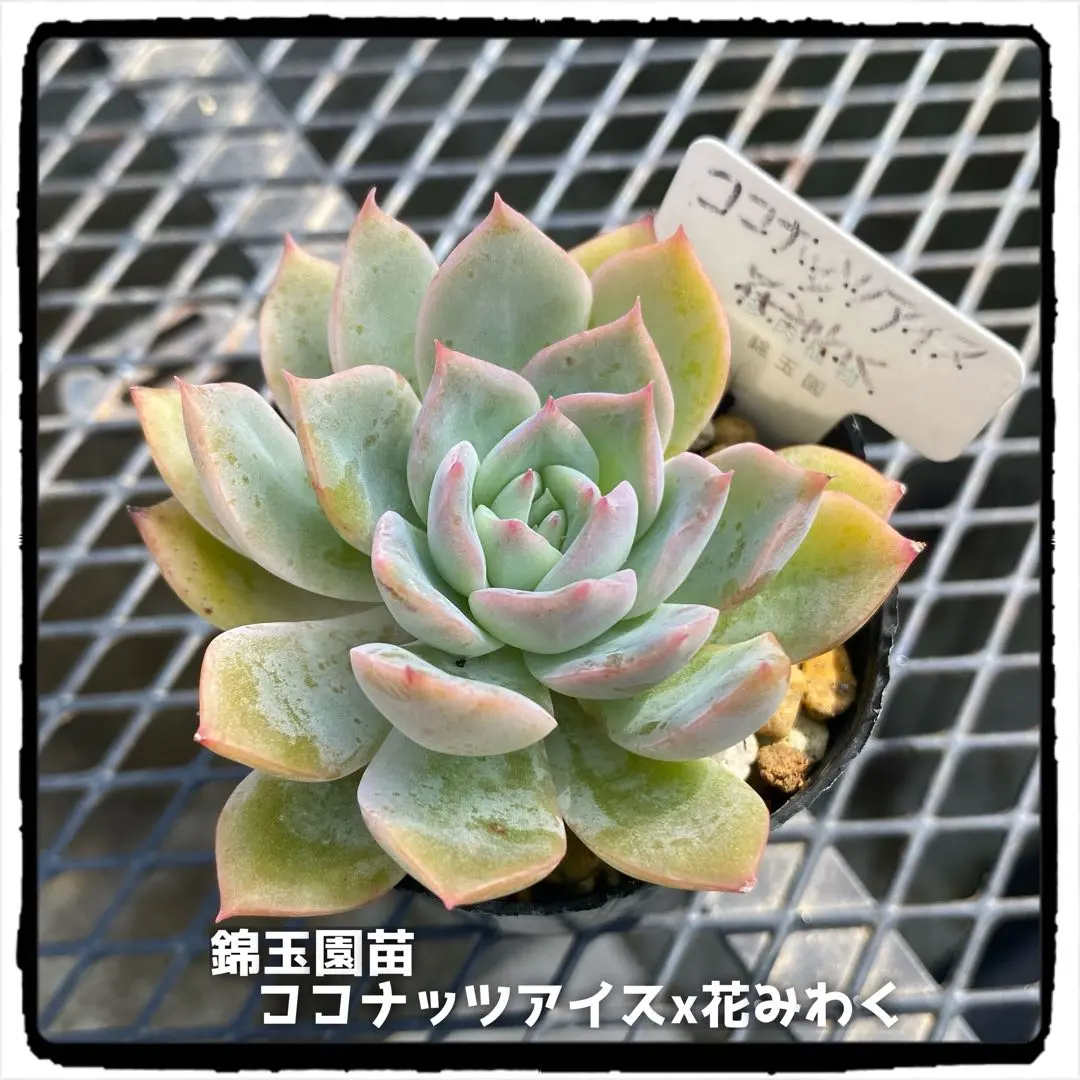 2025年最新】錦玉園の人気アイテム - メルカリ