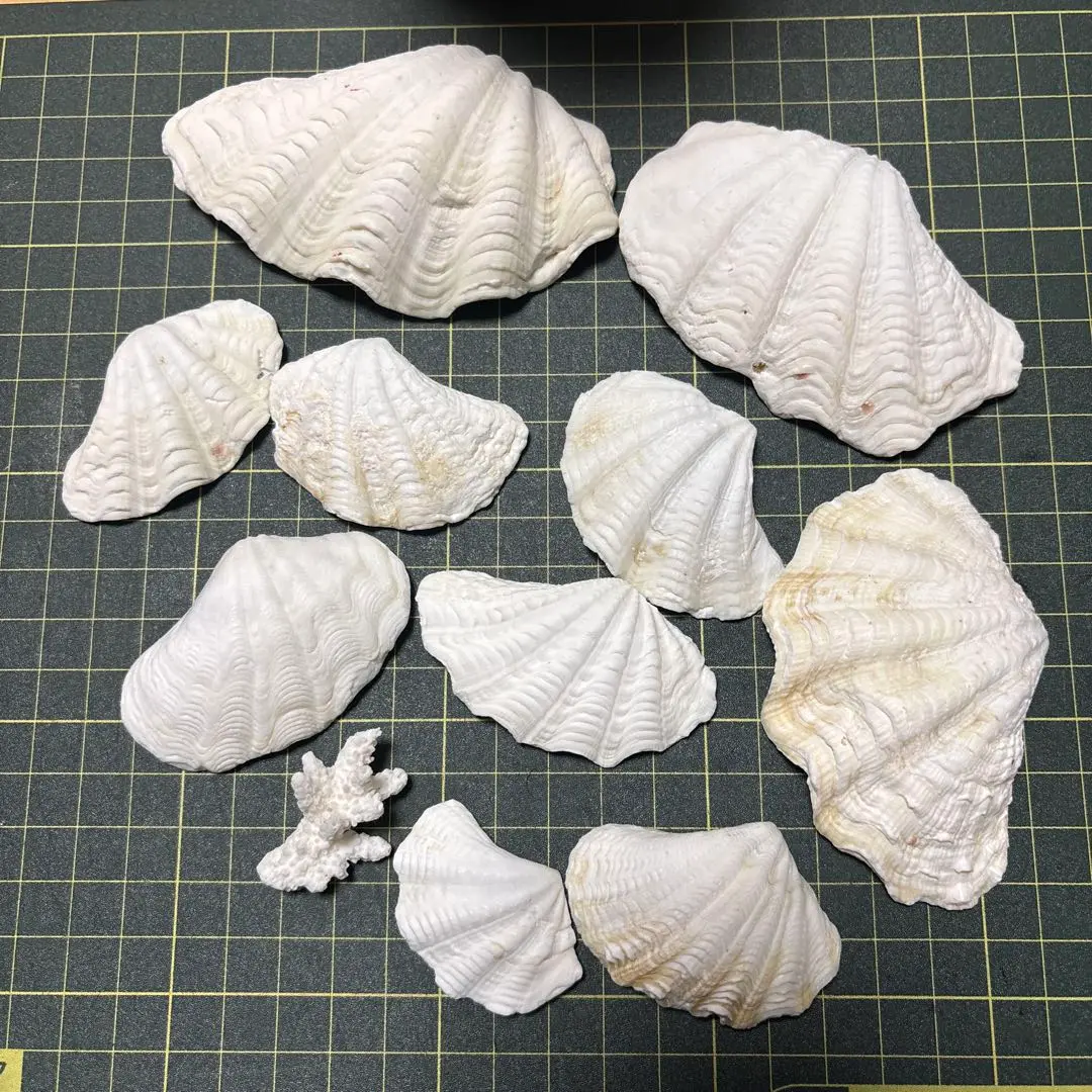 Thumbnail of Giant clam