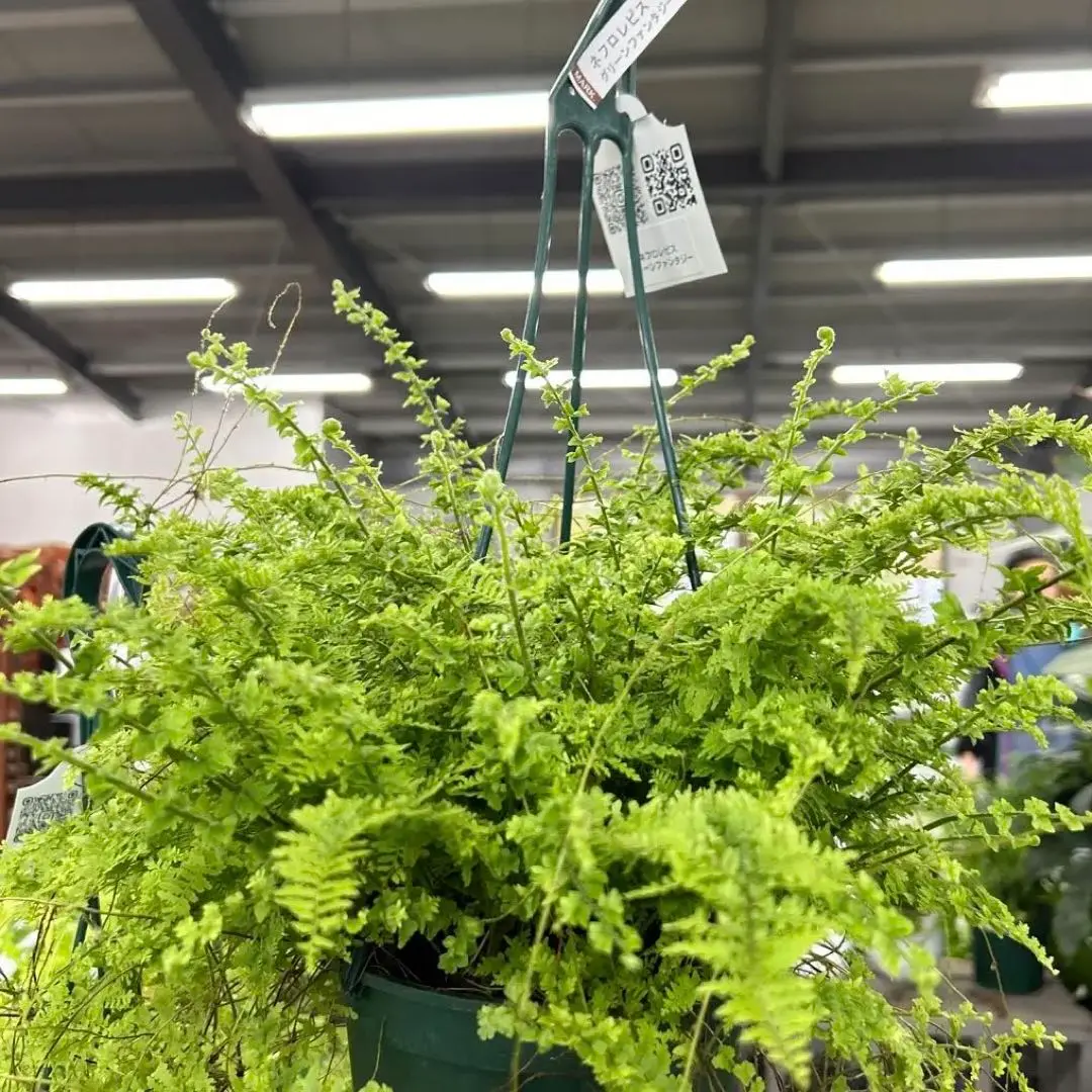 m61577539926_1.jpg?1732253832