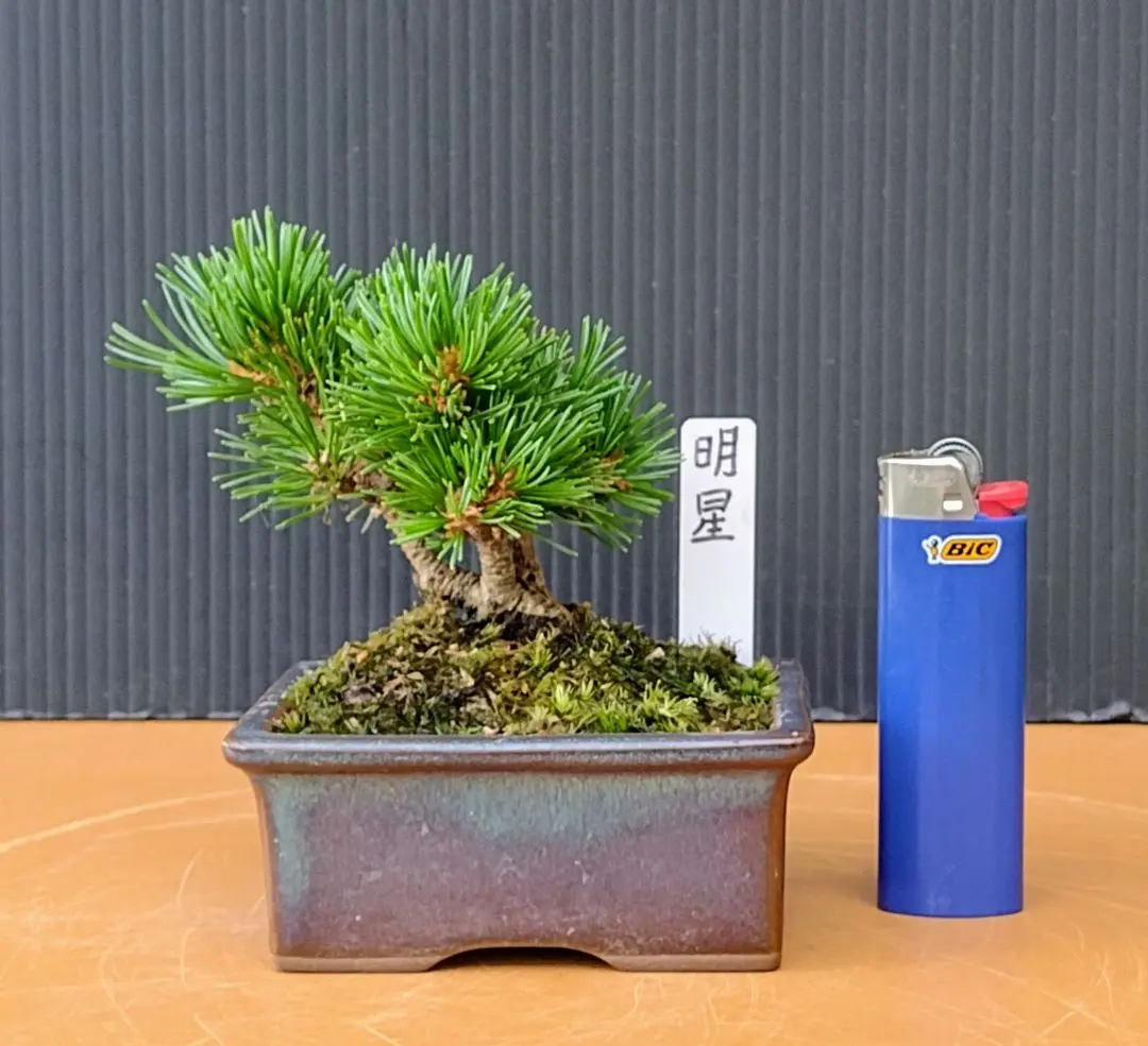 小品八房五葉松(明星) 7-1 2025年最新】五葉松 明星の人気アイテム - メルカリ