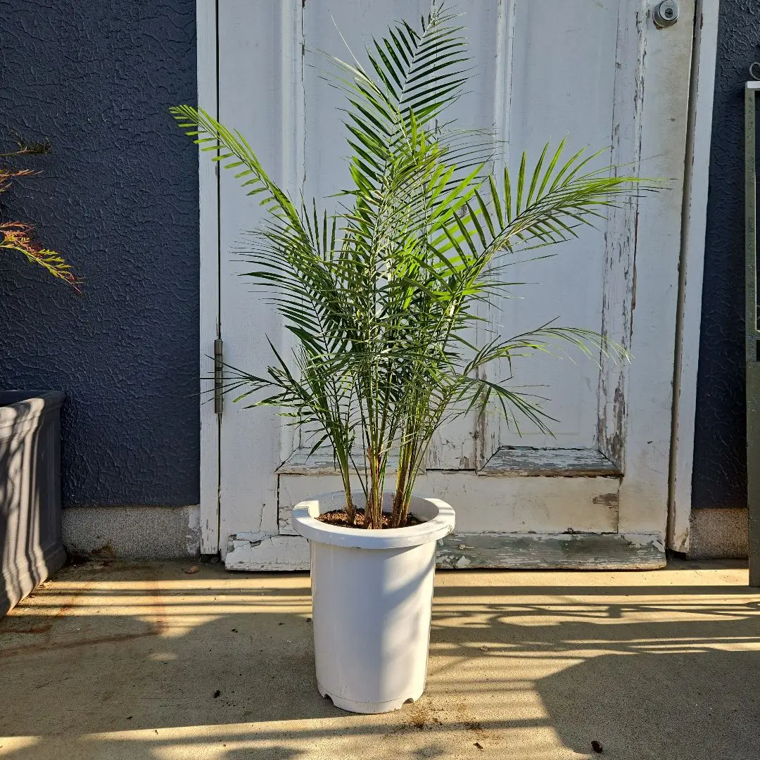希少　ブラジル　ヒメヤシ　卵形陶器鉢　植え込み発送 2025年最新】ヒメヤシの人気アイテム - メルカリ