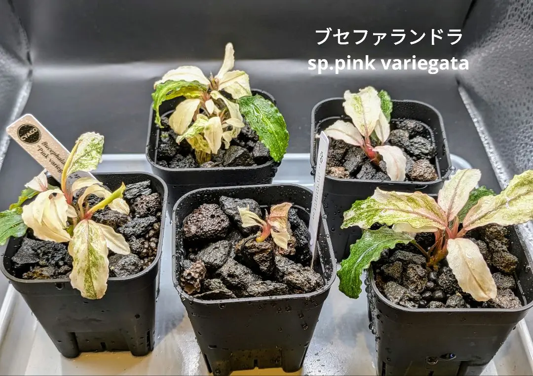 2025年最新】bucephalandra sp variegataの人気アイテム - メルカリ
