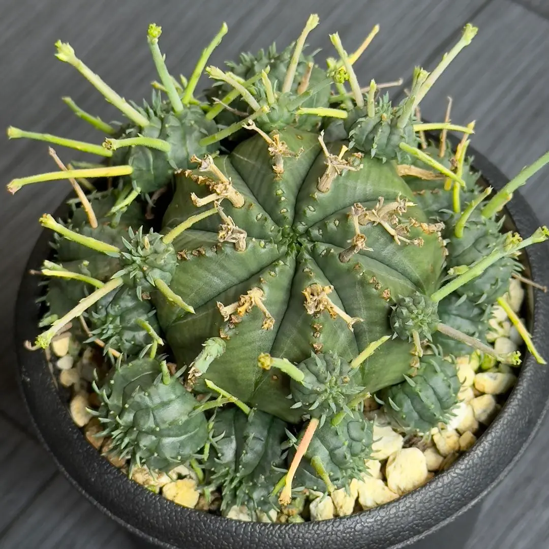 メルカリ便発送☆スーパーブラックバリダ(実生苗です) スーパーブラックバリダ 多肉植物 - メルカリ