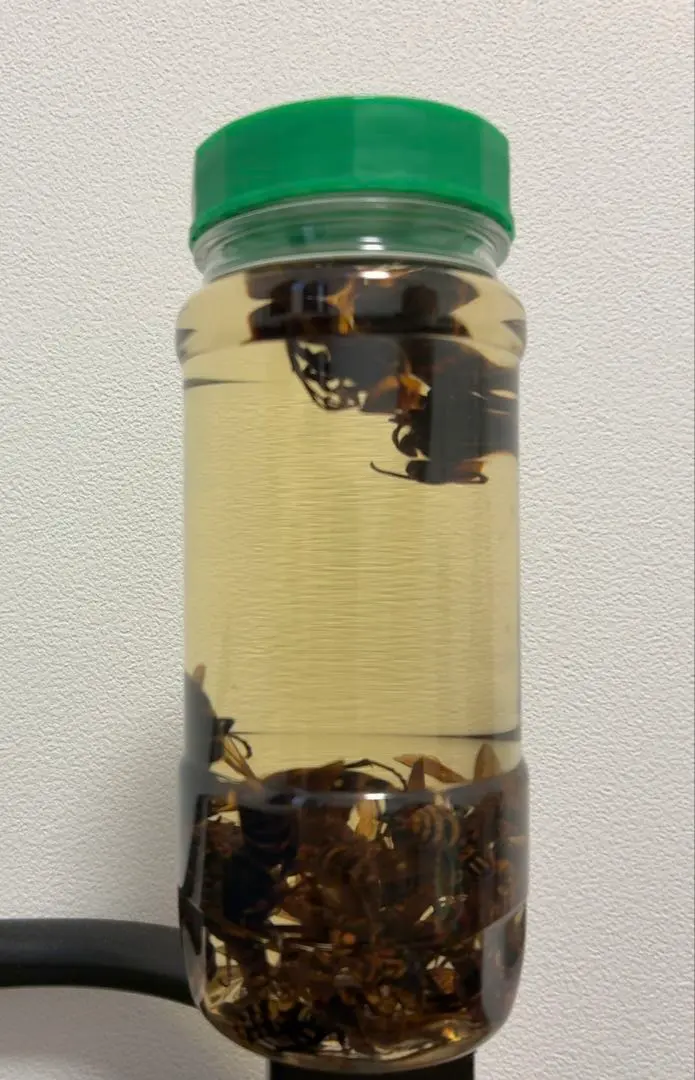 2025年最新】スズメバチ焼酎漬けの人気アイテム - メルカリ