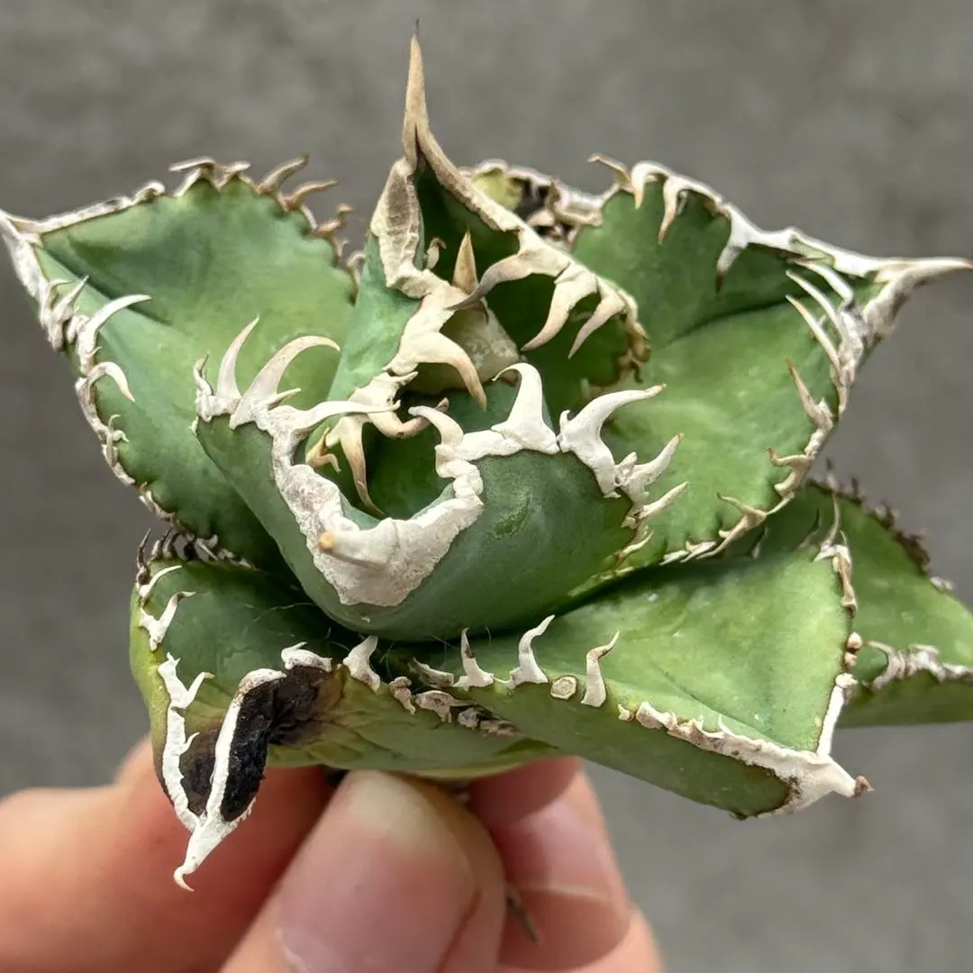 超選抜【速達】①太棘 子株付き 特選 アガベ チタノタ 白豪刺 TC 2025年最新】アガベ白豪刺の人気アイテム - メルカリ