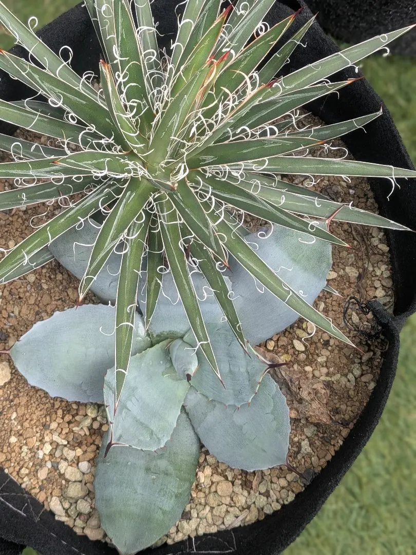 2025年最新】アガベ滝の白糸の人気アイテム - メルカリ