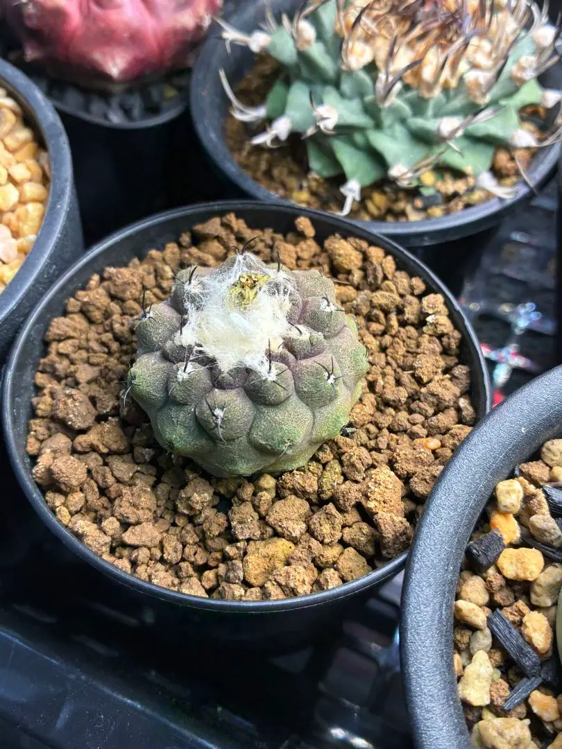 リザードスキン群生　コピアポア　特大苗　鉢ごと発送　国内繁殖苗　ヒポガエア コピアポア ヒポガエアリザードスキン Copiapoa hypogaea