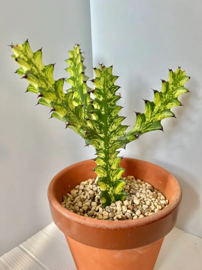 P*Y様 希少種【多肉植物】ユーフォルビア・イエローゴースト（4号深型スリット鉢 2025年最新】イエローゴースト ユーフォルビアの人気アイテム