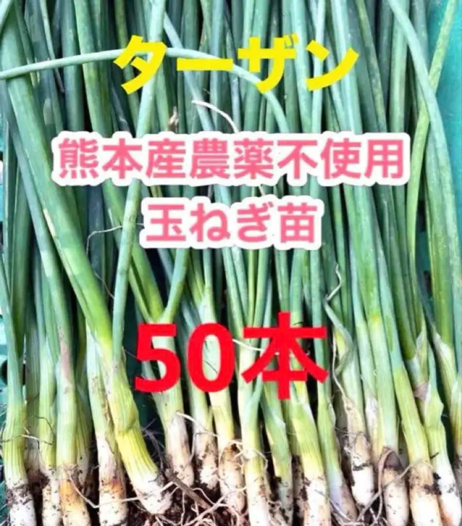 2025年最新】タマネギ苗の人気アイテム - メルカリ