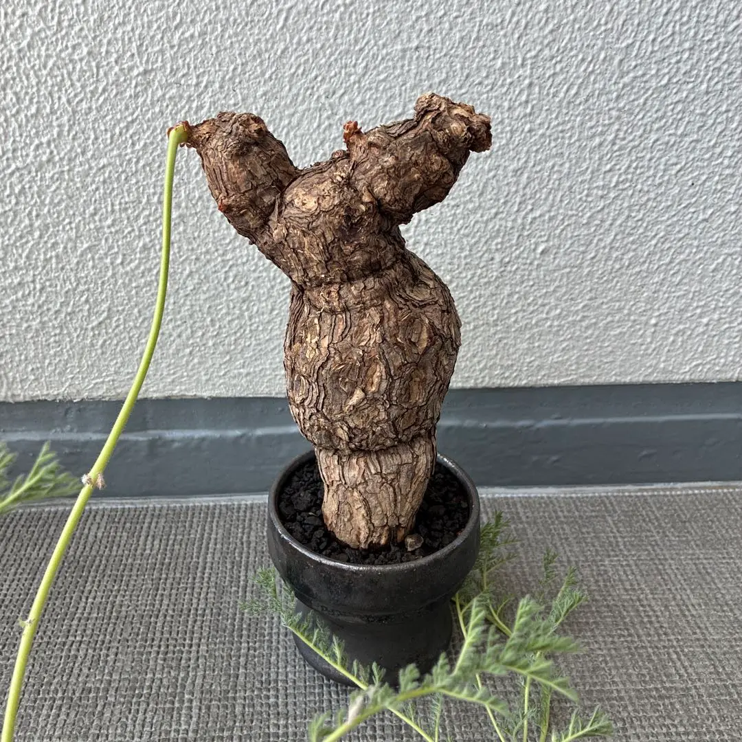 YATAGARASU / No.8 Type A 003 / XXL 陶器鉢 YATAGARASU / No.8 Type A 003/ L / 約 φ11cm / 植木鉢 – ハチラボ