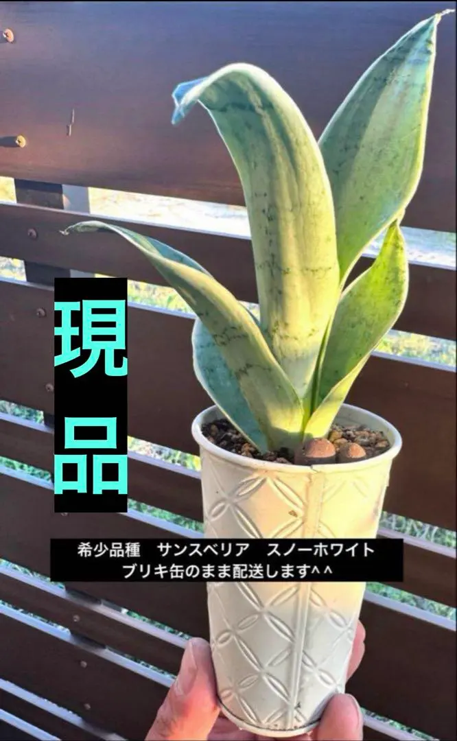 2025年最新】スノーホワイト サンスベリアの人気アイテム - メルカリ