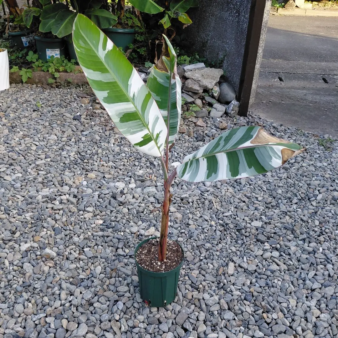 2025年最新】バナナ 斑入りの人気アイテム - メルカリ