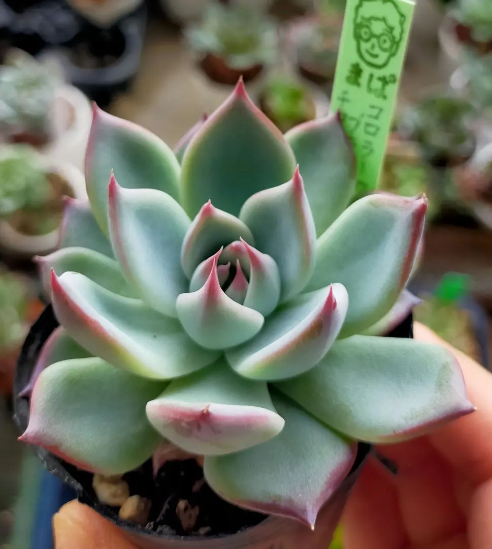 2025年最新】コロラータブランディティの人気アイテム - メルカリ 2025年最新】コロラータブランディティの人気アイテム - メルカリ