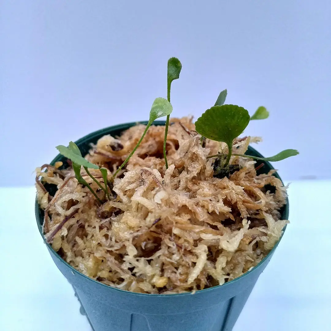 Elaphoglossum decoratum パルダリウム　KSB便　南米シダ Elaphoglossum decoratum パルダリウム KSB便 南米シダ | Shop
