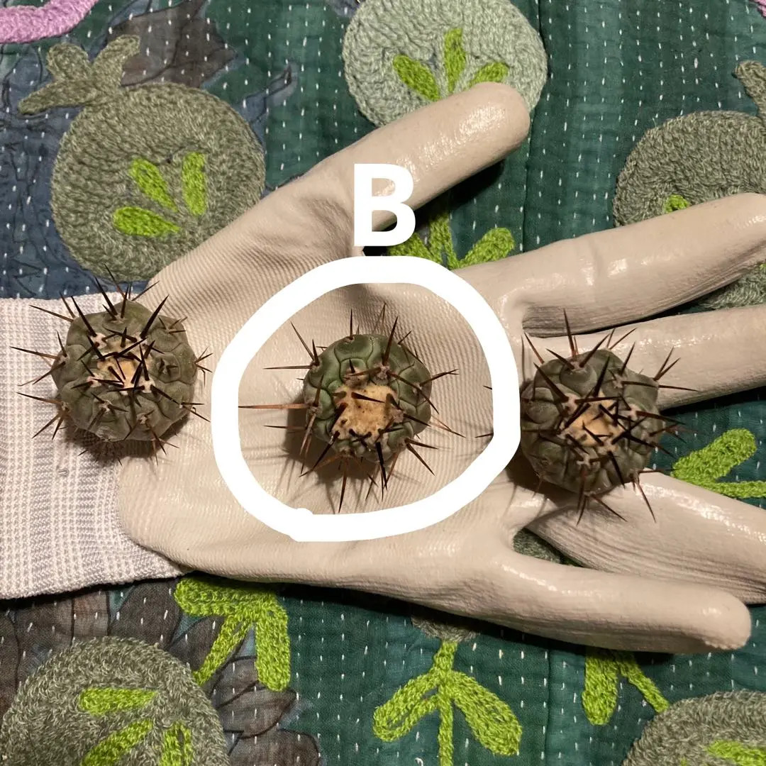 COPIAPOA CINEREA FLOWER SEASON フィギュア COPIAPOA CINEREA FLOWER SEASON フィギュア