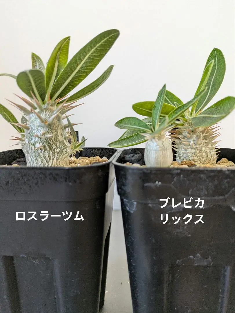 パキポディウムロスラーツム　2株　メルカリ便　短期出品 パキポディウムグラキリス 二頭 多頭 現地球 塊根植物