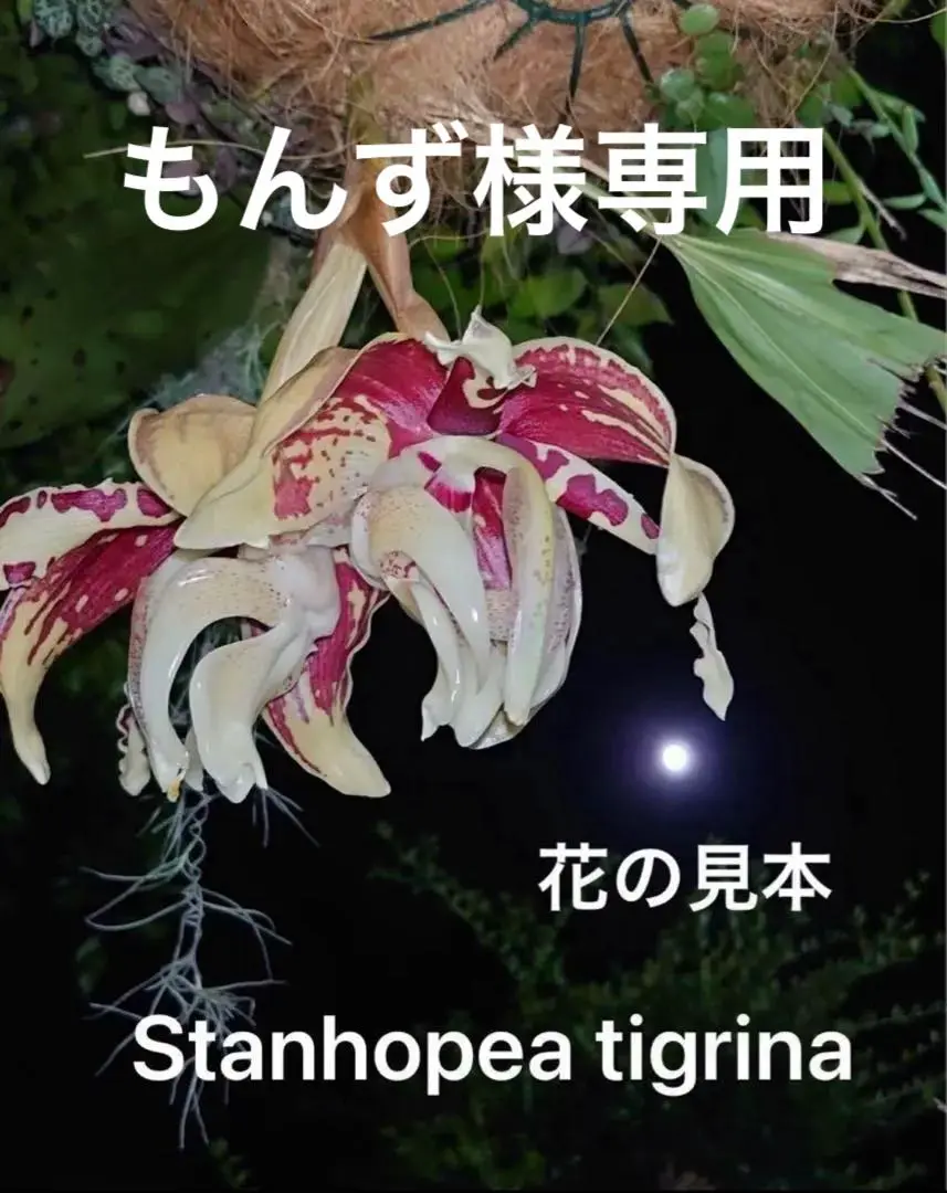 原種洋蘭スタンホペア ティグリナ蕾付 - メルカリ