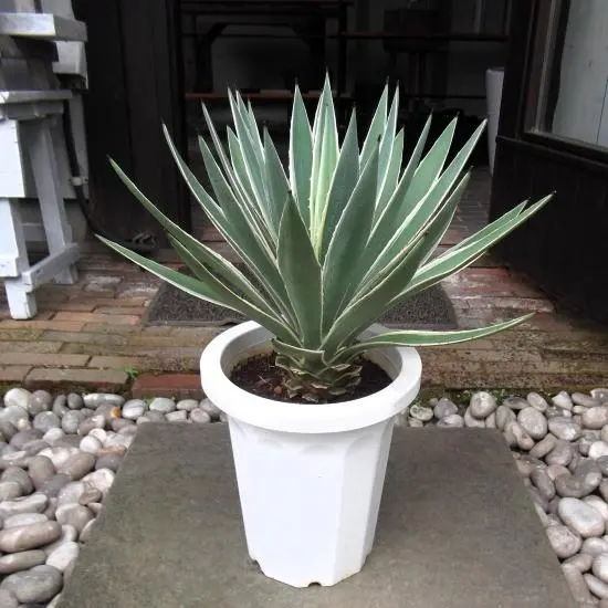 2025年最新】アガベアングスティフォリアの人気アイテム - メルカリ