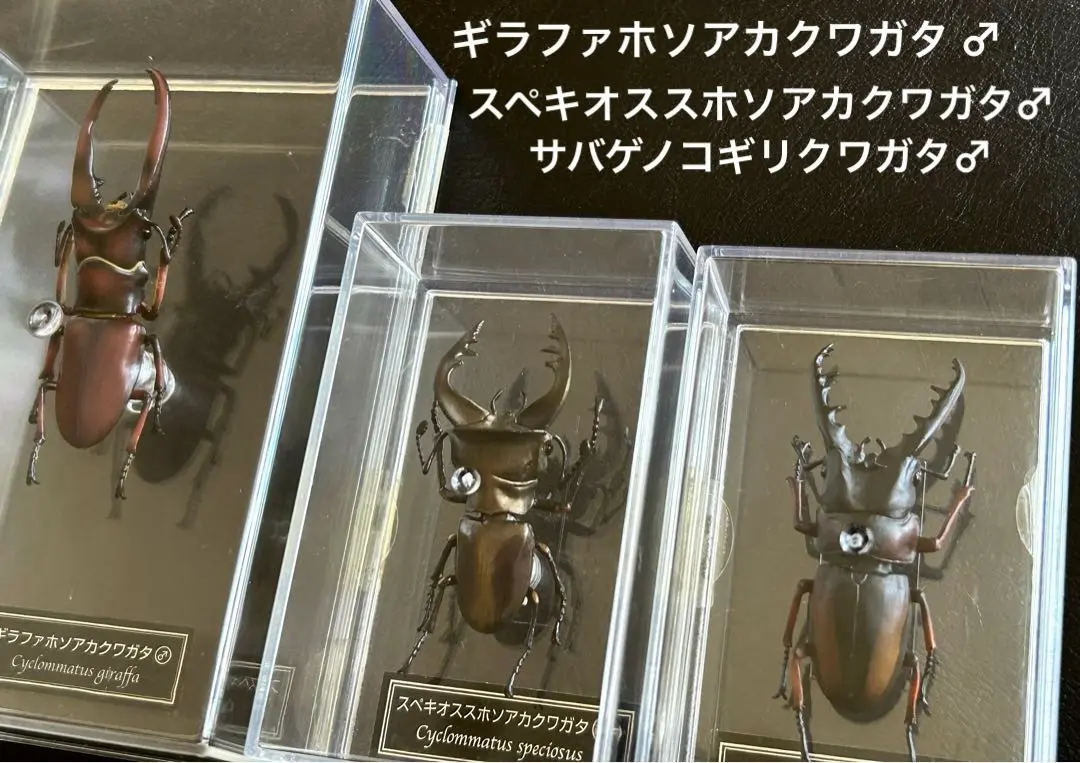 サバゲノコギリクワガタ　美品 12/14(土) サバゲノコギリクワガタ落札♪&感謝してる事