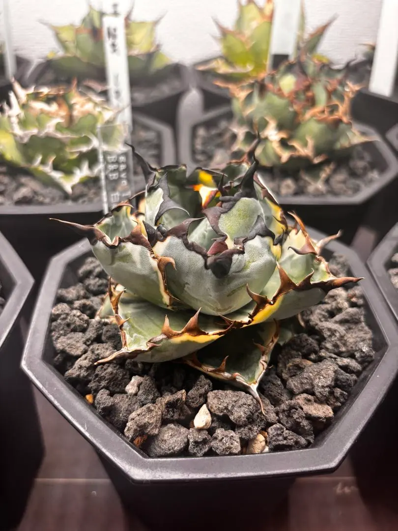 2025年最新】アガベ bb錦の人気アイテム - メルカリ