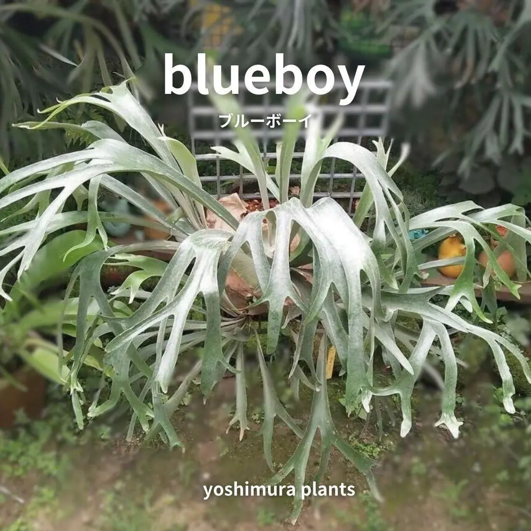 ビカクシダ BlueBoy 早いもの勝ちです m63968712347_1.jpg?1746764382